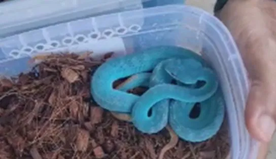 Cobras raras e lagartos são encontrados em ônibus no extremo sul da Bahia; veículo saiu de São Paulo