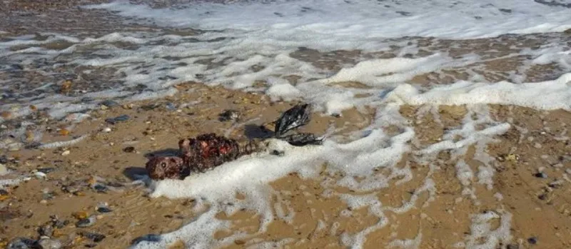Corpo de ‘sereia’ encontrado em praia na Inglaterra intriga internautas; Veja fotos
