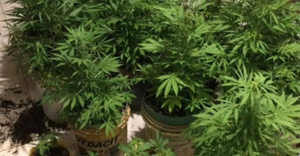 Homem é preso com 35 pés de maconha em povoado de Lençóis