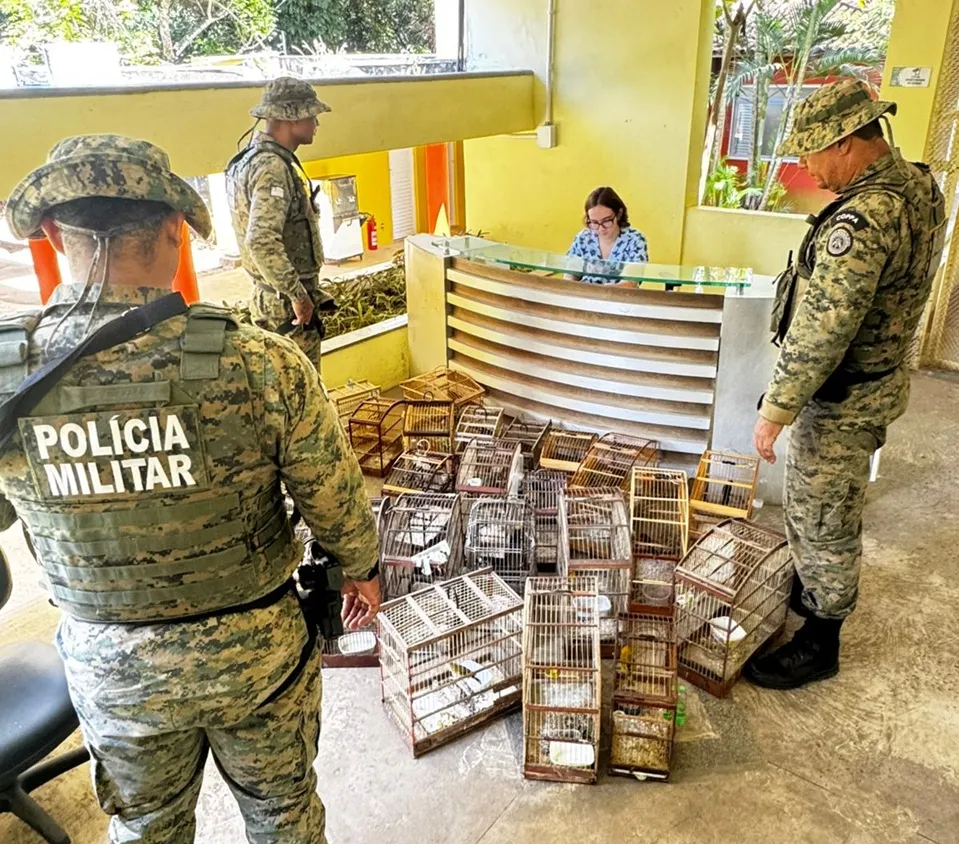 Polícia ambiental apreende mais de 27 aves silvestres em Santo Amaro