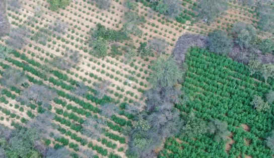 Parece uma floresta, mas é uma plantação de maconha com mais de 33 mil pés na Bahia; imagens impressionam