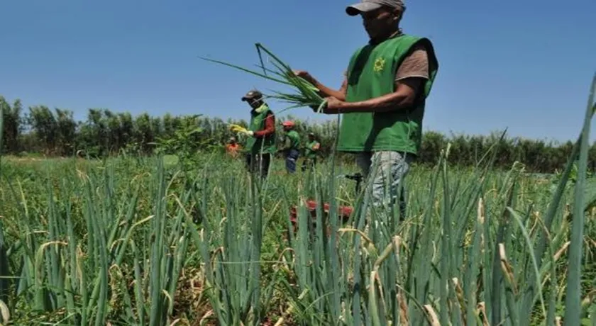 Prazo para agricultor saldar dívidas com o Pronaf termina dia 30