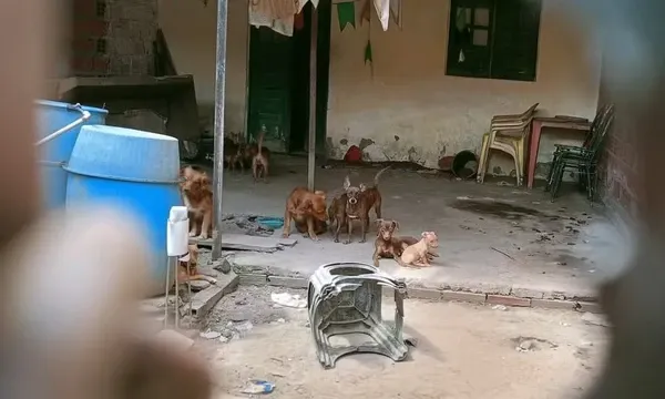 Ambiente insalubre e maus-tratos a cães são descobertos após denúncia em Feira