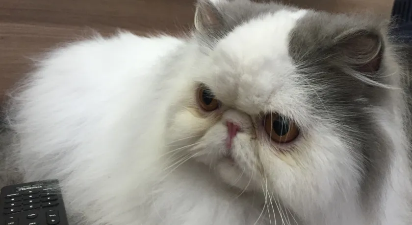 ‘MIAU’: Feira promete reunir mais 120 gatos de 12 raças em Salvador