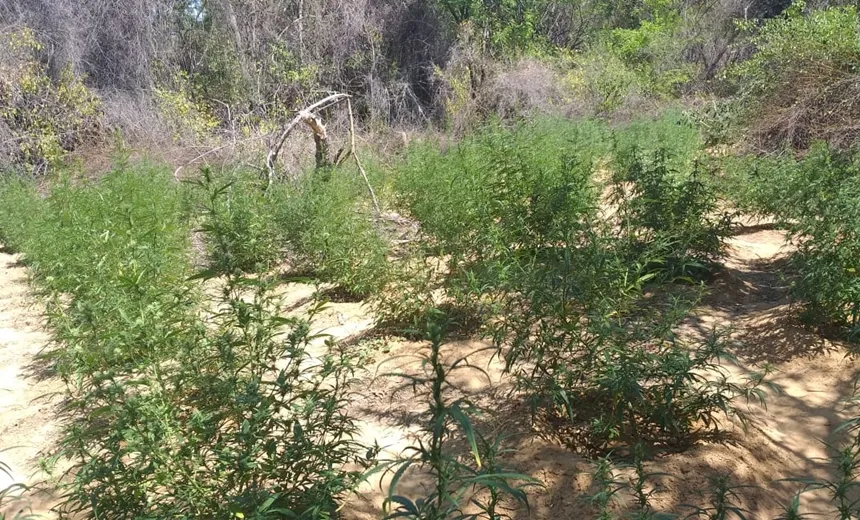 Mais de setenta mil pés de maconha encontrados em operação no interior Bahia