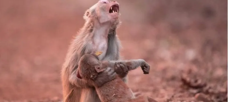 EMOCIONANTE: Foto de macaca ‘chorando’ ao socorrer filhote inconsciente comove internautas