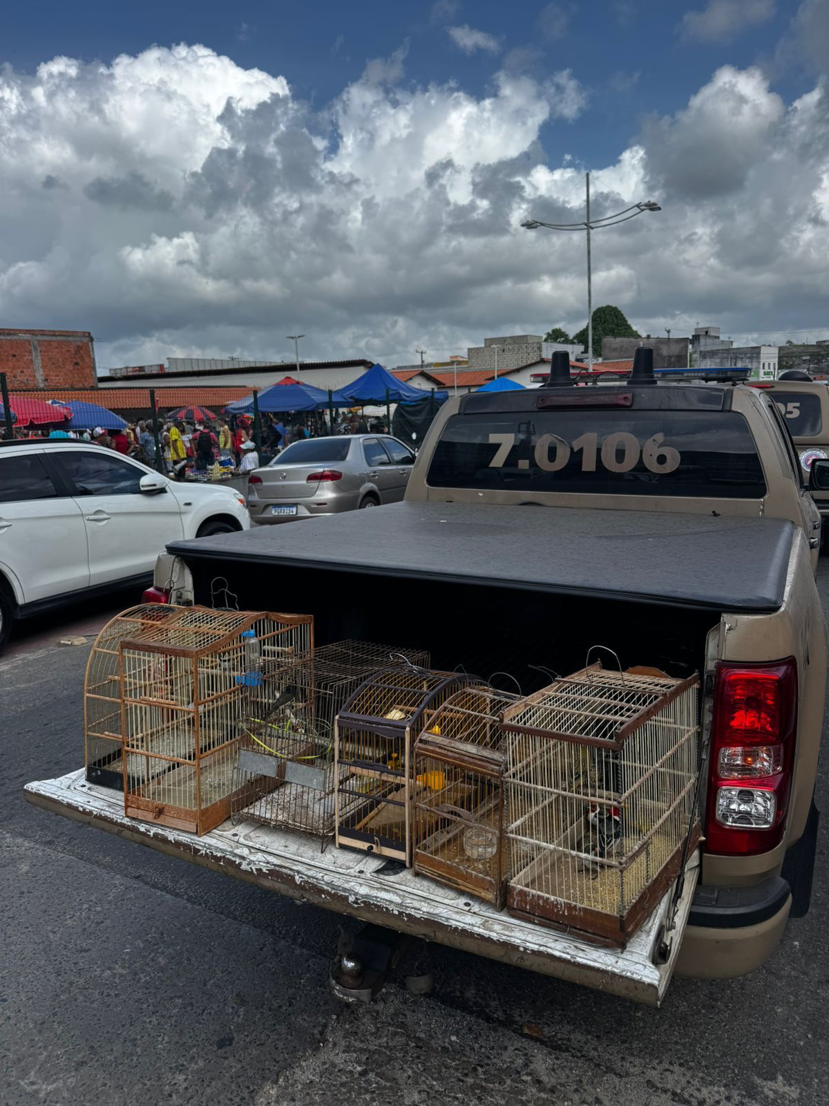 Aves vendidas clandestinamente em Simões Filho | Foto: divulgação/Coppa