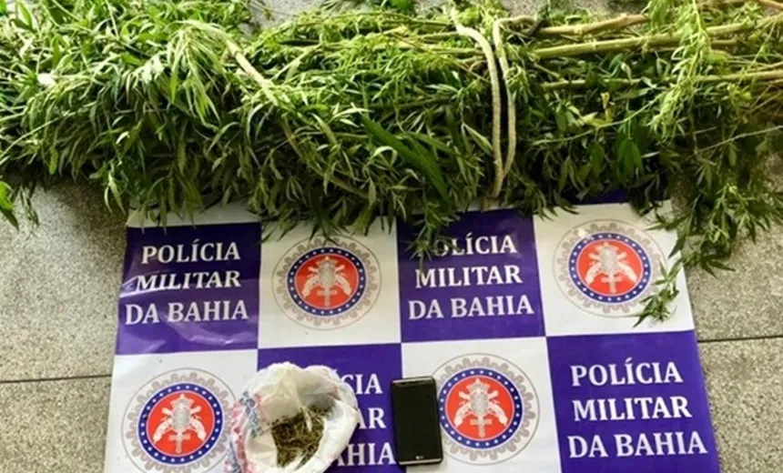Homem é preso com oito pés de maconha no quintal de casa no interior da Bahia