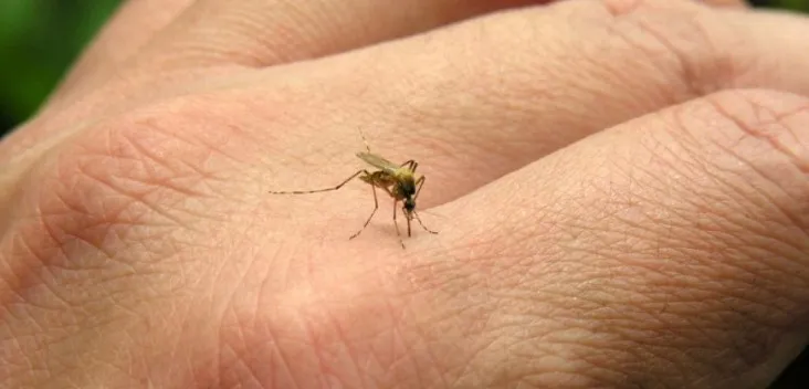 País tem 60 dias para destruir focos de mosquito e evitar explosão de zika
