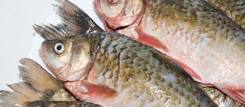 ‘NÃO DÁ PEIXE E NEM ENSINA A PESCAR’: Por falta de pagamento, pescadores protestam em Paripe
