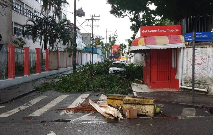 Queda de árvore interdita trânsito de veículos no bairro de Nazaré, Centro de Salvador
