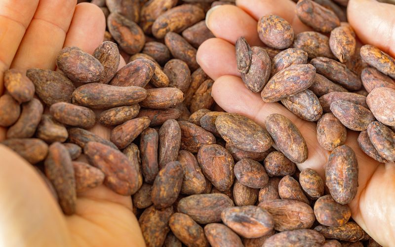 O cacau &eacute; rico em teobromina, um composto que pode estimular o sistema nervoso central de forma leve, contribuindo para maior aten&ccedil;&atilde;o e disposi&ccedil;&atilde;o/Foto: Reprodu&ccedil;&atilde;o&nbsp;