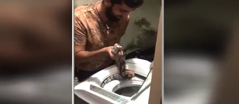 SUSTO: Família encontra cobra dentro de máquina de lavar em Salvador; Veja vídeo