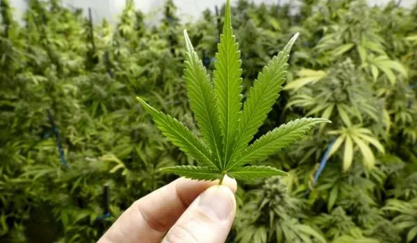 Anvisa autoriza registro e produção de remédio à base de maconha no Brasil