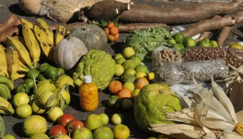 COMBATE A POBREZA: ONU anuncia estratégias voltadas para agricultura familiar em áreas rurais do Nordeste