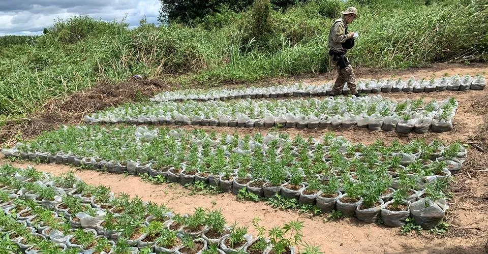 Ação da PF erradica plantios de maconha no norte da Bahia; 5 pessoas foram presas