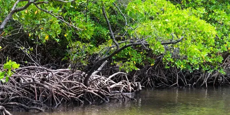 Estudos indicam que a dragagem necessária para o acesso de navios pode afetar a fauna e a flora marinha de forma permanente/Foto: Reprodução