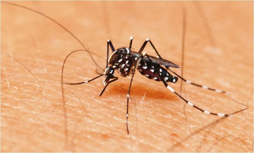 Bairro vive surto de Chikungunya em Salvador; pelo menos 15 moradores sofrem com a doença