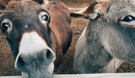 "De quem é esse jegue?": conheça a cidade baiana que mata jumentos para virarem remédio na China 