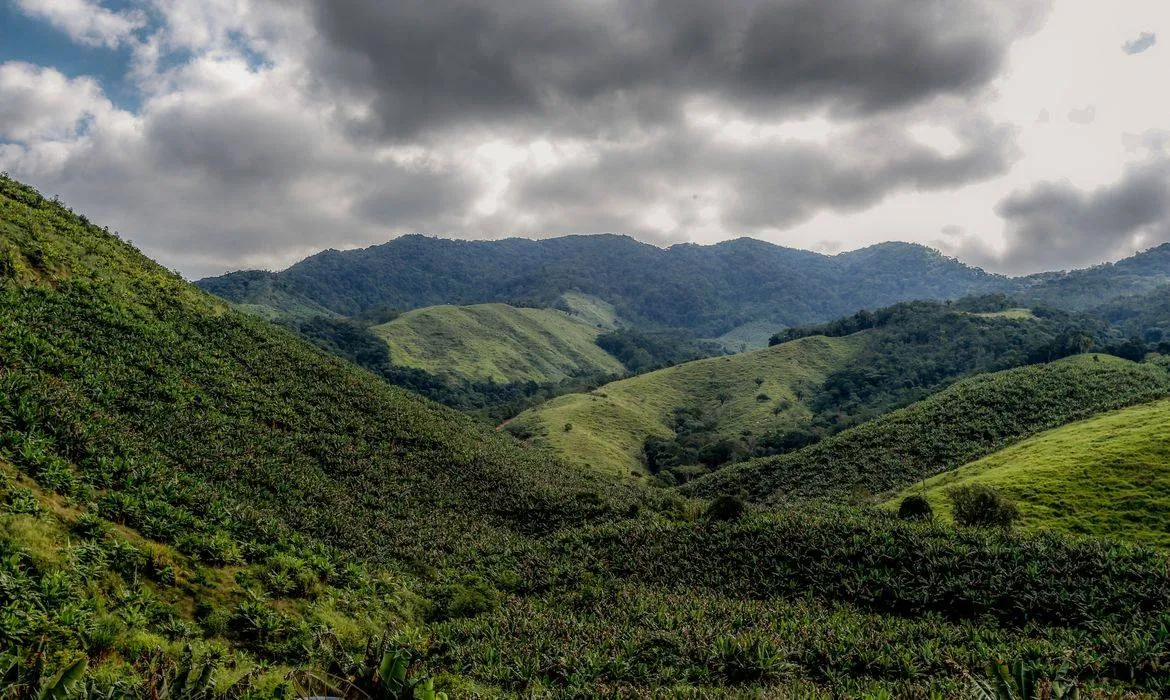 Operação contra o desmatamento da Mata Atlântica começa na Bahia e em 16 estados