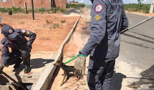 Cachorro fica preso em esgoto por três dias e é resgatado pelo Corpo de Bombeiros em Luís Eduardo Magalhães