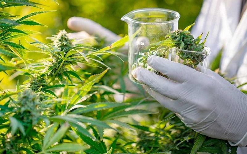 Estudos cient&iacute;ficos apontam benef&iacute;cios do uso da cannabis medicinal no tratamento de epilepsias refrat&aacute;rias, dores cr&ocirc;nicas e doen&ccedil;as neurodegenerativas/Foto: Reprodu&ccedil;&atilde;o