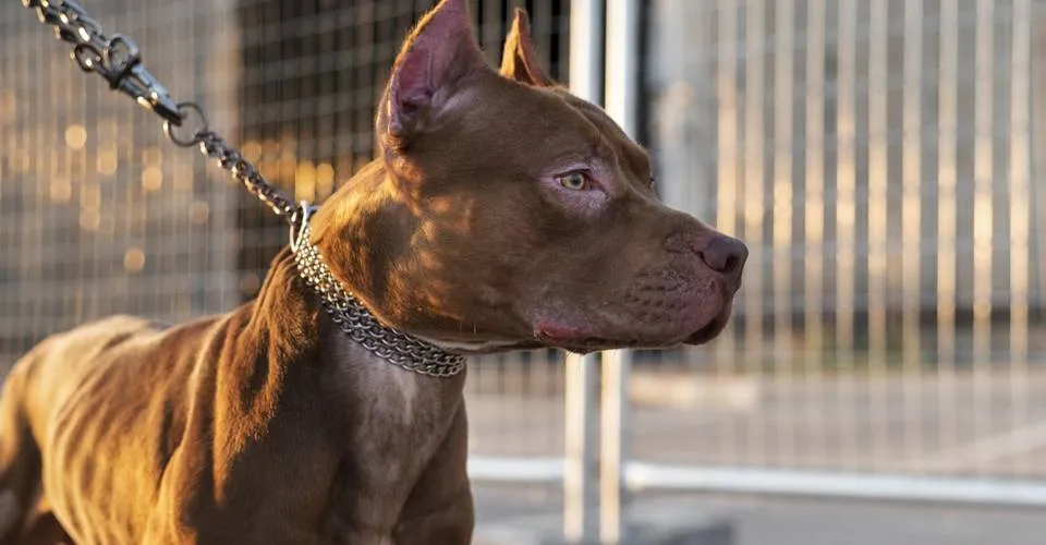 Pitbull ataca cachorro no bairro da Barra; adestrador explica que agressividade vem da criação