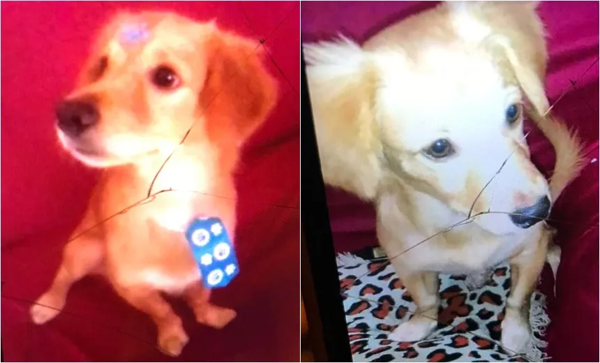 Mulher procura cachorro desaparecido há dois dias; saiba como ajudar