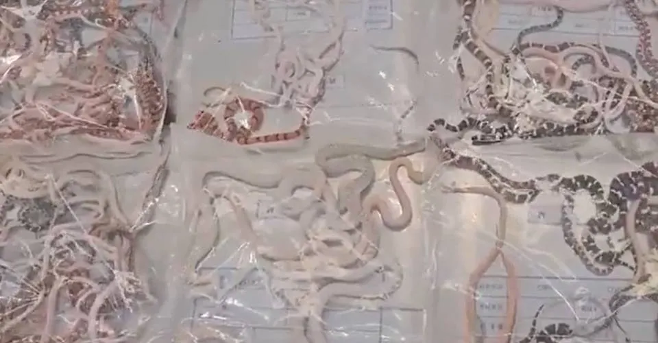 Homem é preso ao tentar entrar na China com mais de 100 cobras vivas na calça