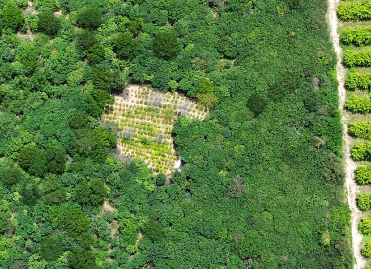 Mais de 4 mil pés de maconha são erradicados em cidade baiana. Foto: PMBA
