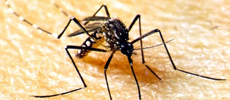 SURTO: Minas registra sete mortes provocadas por febre amarela; Bahia ainda não tem casos suspeitos