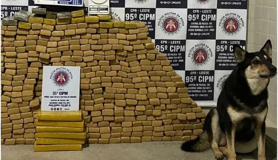 Polícia acha "QG" do tráfico com 500 kg de maconha na Região Metropolitana de Salvador  