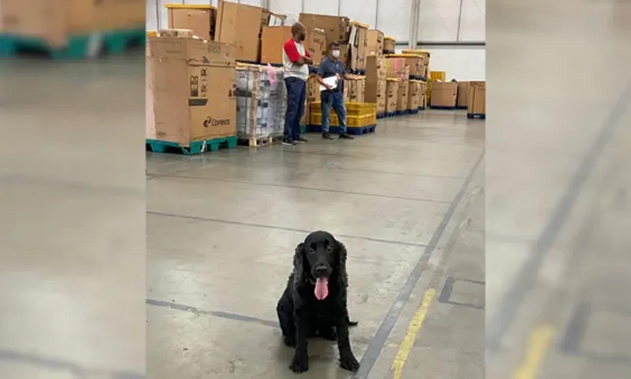 Uma das cadelas farejadoras a serviço da Polícia Civil da Bahia ajudou a encontrar mais de 10kg de drogas | Foto: arquivo/SSP-BA