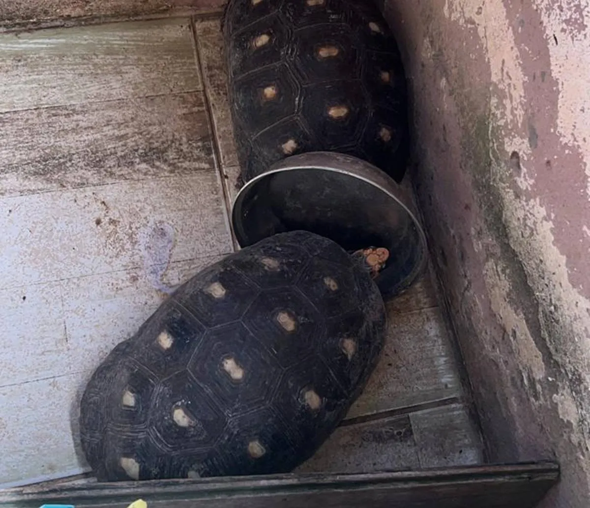 Jabutis e aves mantidas em cativeiro são resgatados no bairro de Sussuarana