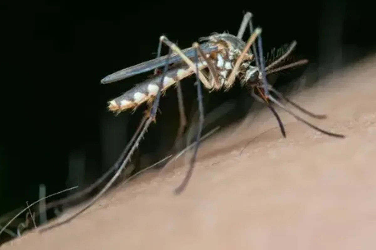 Mosquito da dengue. Foto: Ilustração