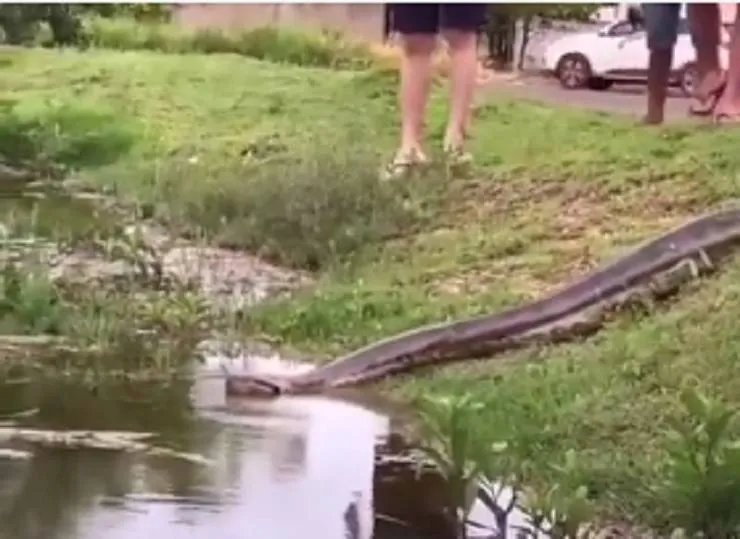 Sucuri gigante passeia em harmonia com pessoas à beira de lago; veja vídeo