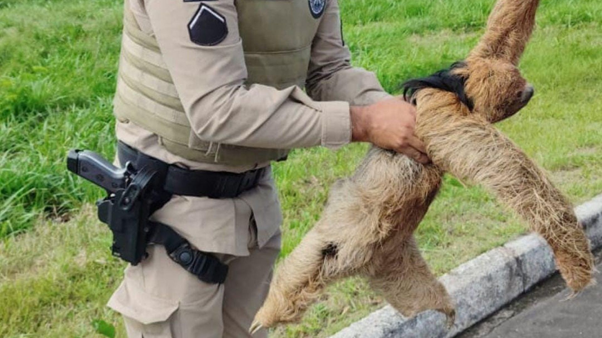 Bicho-preguiça é resgatado na Bahia. Foto: 53ª CIPM