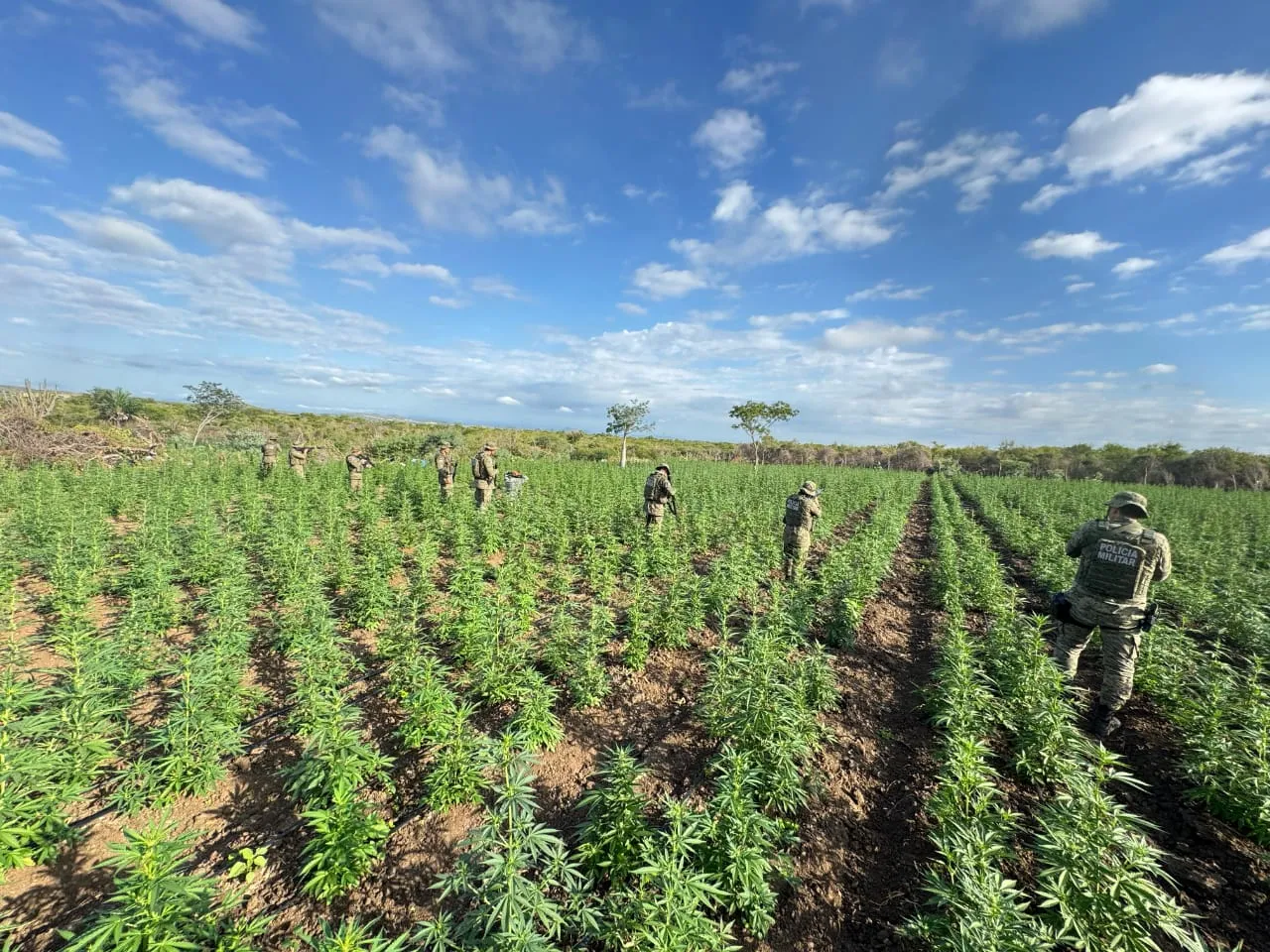 Cipe Caatinga já erradicou 896 mil pés de maconha.  Foto: PMBA – DCS
