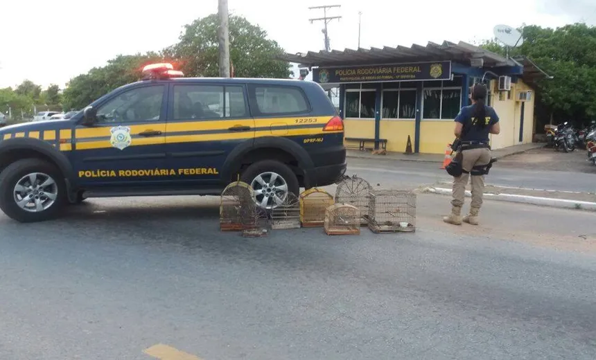 RIBEIRA DO POMBAL: PRF resgata pássaros silvestres mantidos em cativeiro