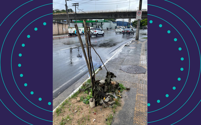 Segundo especialistas em urbanismo, até 40% das mudas plantadas em grandes cidades não chegam à fase adulta por causa de interferência humana/Foto: Divulgação