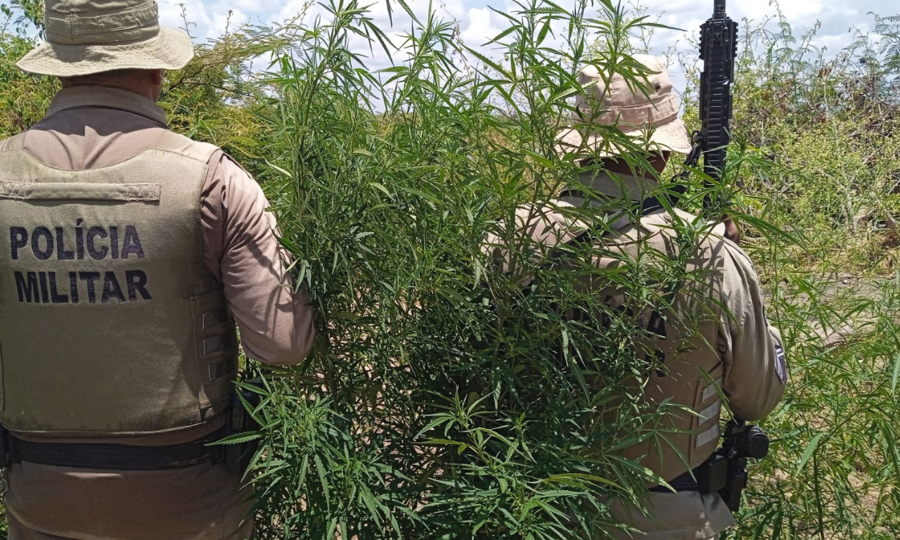 PM destrói mais de 20 mil pés de maconha em área rural da Bahia.Foto: PMBA