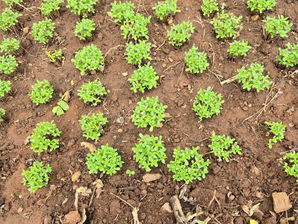 Os policiais descobriram ainda que no terreno usado para plantar maconha em Uauá havia uma instalação irregular de água. Foto: Ascom/PCBA
