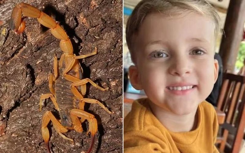 Escorpi&otilde;es s&atilde;o mais ativos em per&iacute;odos quentes e chuvosos, quando buscam abrigo em locais secos dentro de casas, como colch&otilde;es, roupas e cal&ccedil;ados/Foto: Redes Sociais/Reprodu&ccedil;&atilde;o&nbsp;