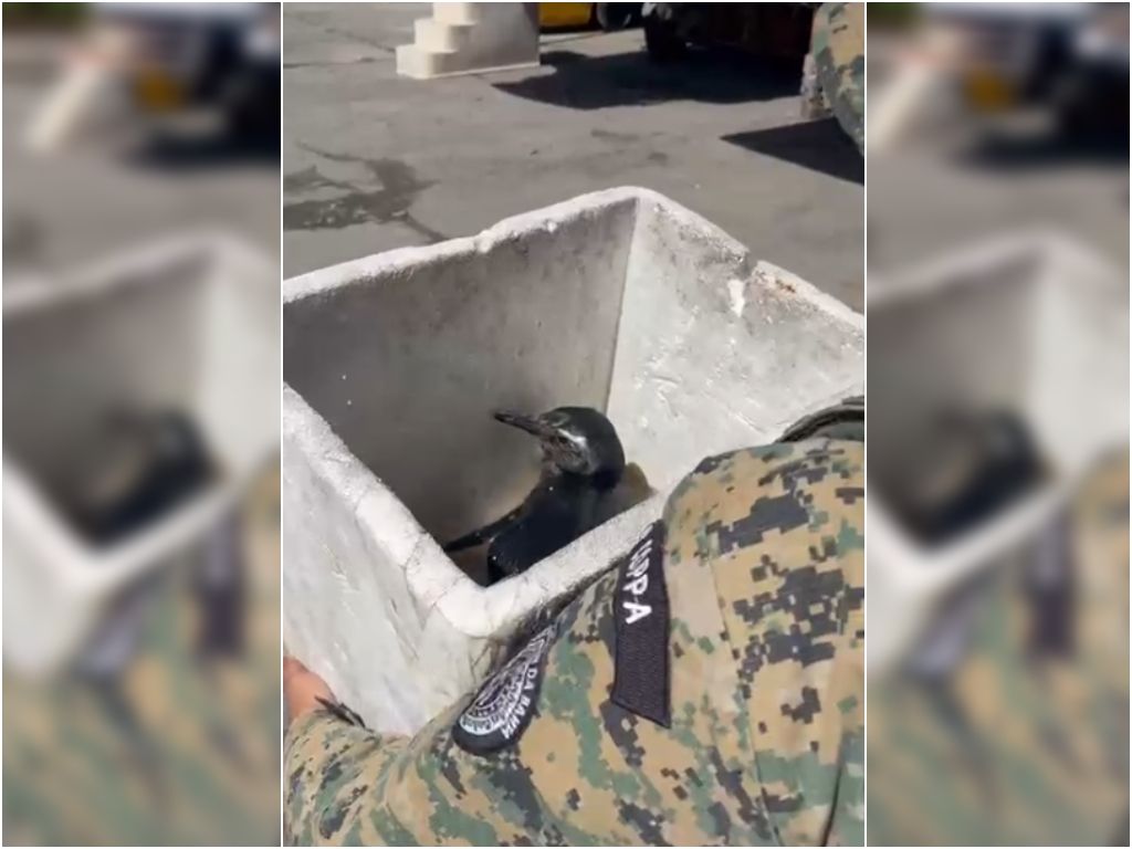 O pinguim foi resgatado e está sob avaliação de especialistas. Foto: Divulgação/PMBA