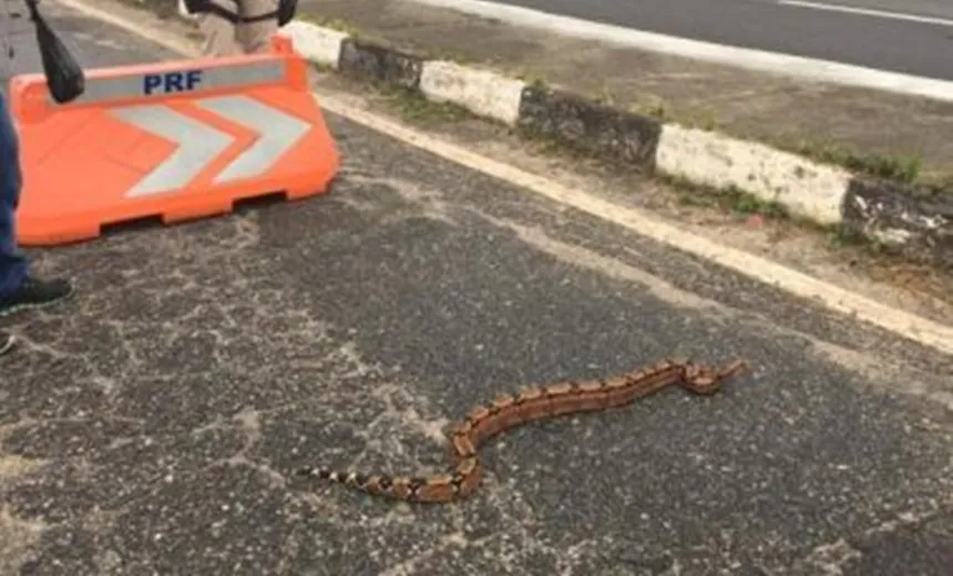 Polícia Rodoviária Federal resgata jiboia que se arrastava em trecho da BR 324; assista