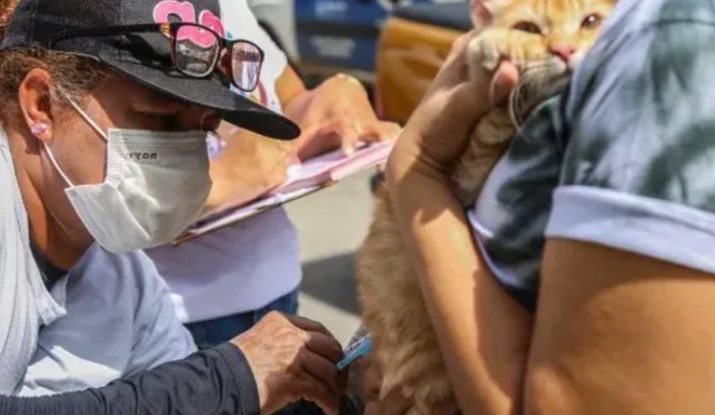 Salvador ter&aacute; vacina&ccedil;&atilde;o contra a raiva neste fim de semana para c&atilde;es e gatos.| Foto: Ascom