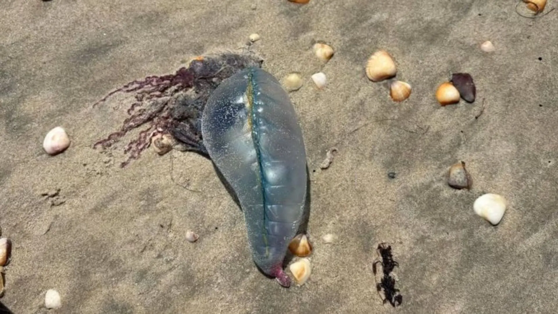 Salvamar emite alerta para caravelas-portuguesas nas praias de Salvador