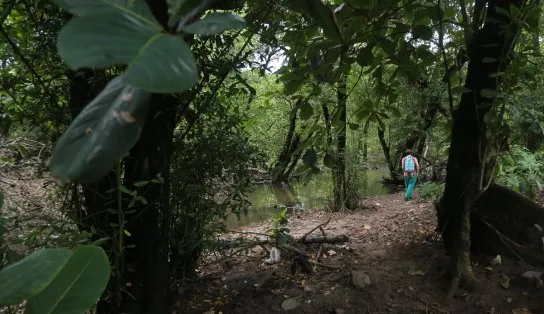 Leilão de área contígua a manguezal promovido pela Prefeitura de Salvador escancara problema antigo: cidade pode ficar mais quente e ter "colapso"