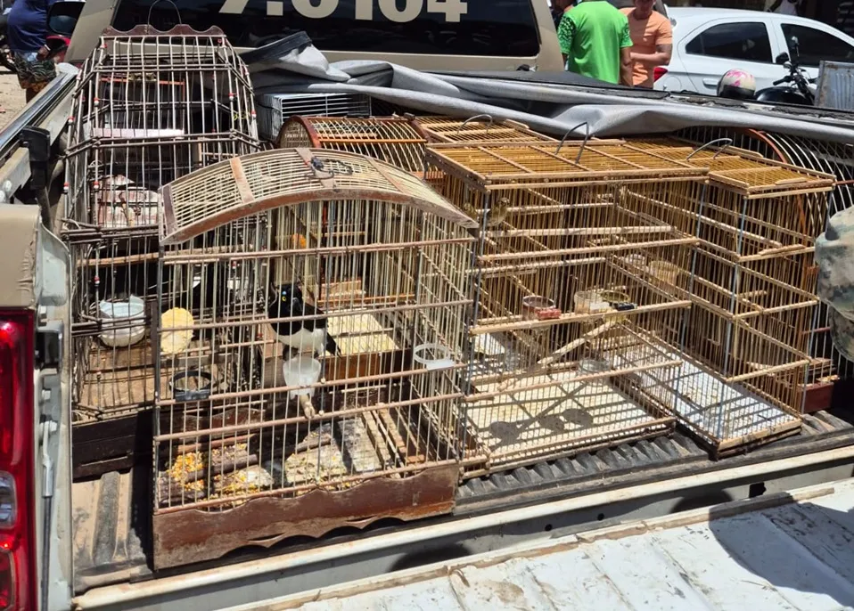 Aves silvestres são resgatadas pela PM na RMS