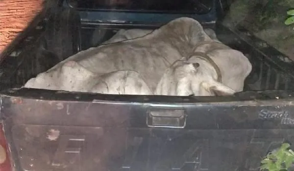 Polícia recupera gado furtado no oeste da Bahia; animais eram transportados em picape